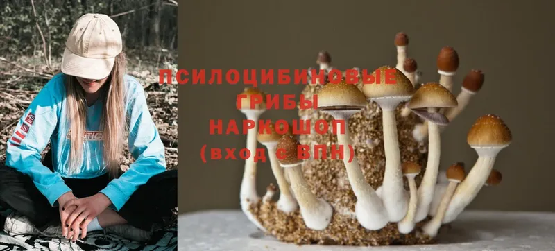 где продают   Алексеевка  Псилоцибиновые грибы MAGIC MUSHROOMS 